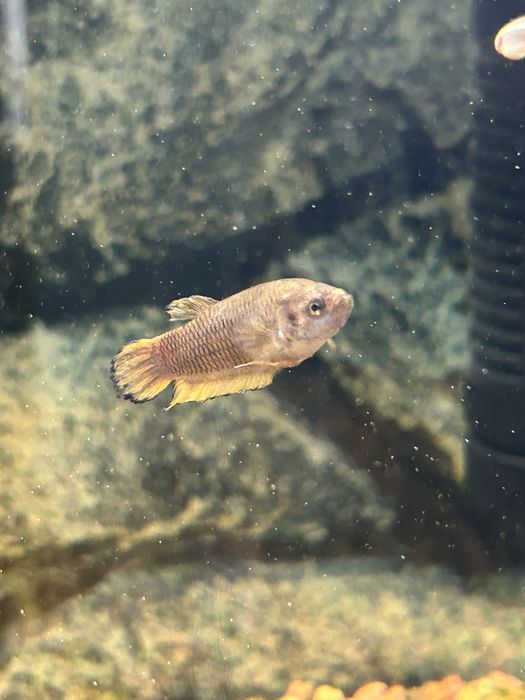 Продаю рыбок петушков 2 самки и 1 самец