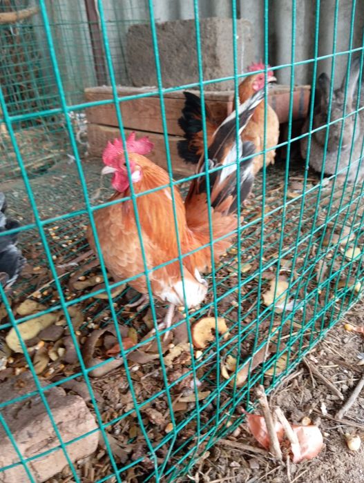 Серема хорозлари сотилади