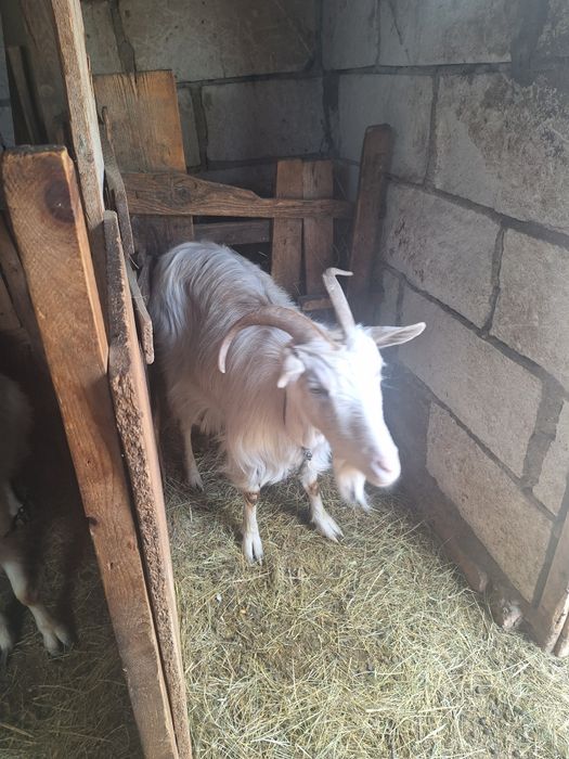 De vânzare 4 capre și 4 iezi