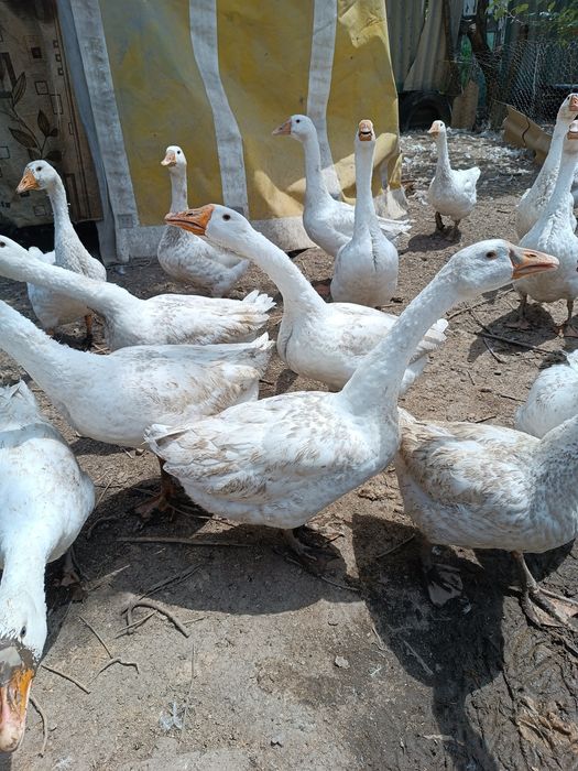 Гуси крупные продам