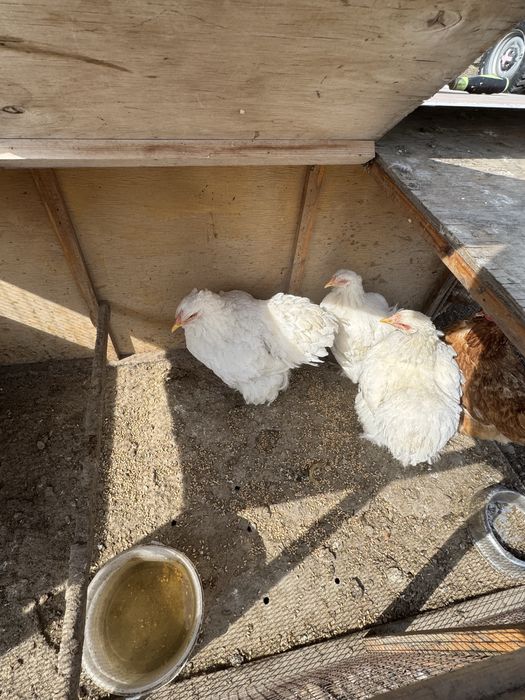 Продам кохетнцев 8 месяцев