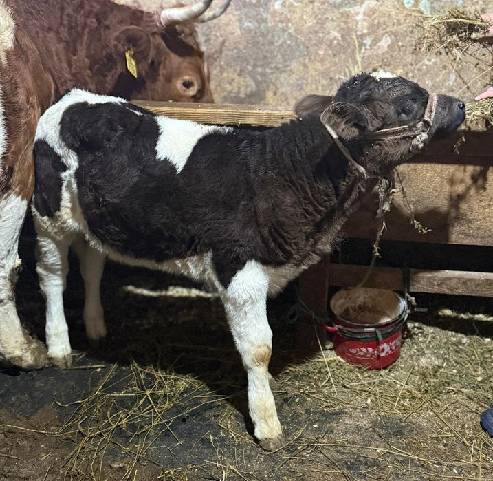 Vitica baltata 7 sapt