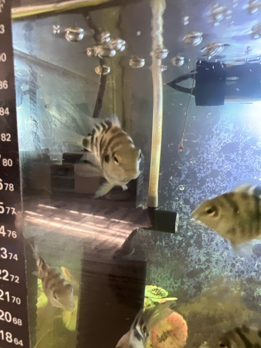 Аквариумные рыбы