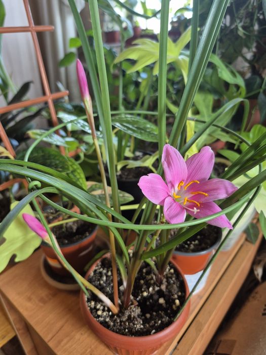 Комнатный подснежник  Зефирантес