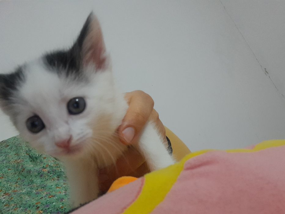 Мысықтар /Котята