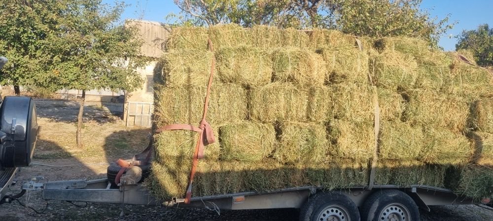 Жонышка люцерна прес