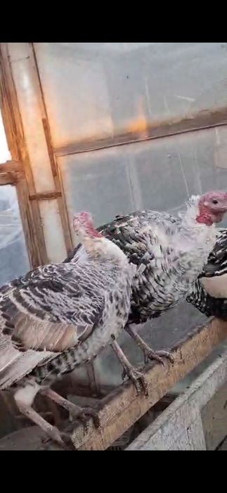 Продам индюков на развод ,домашние