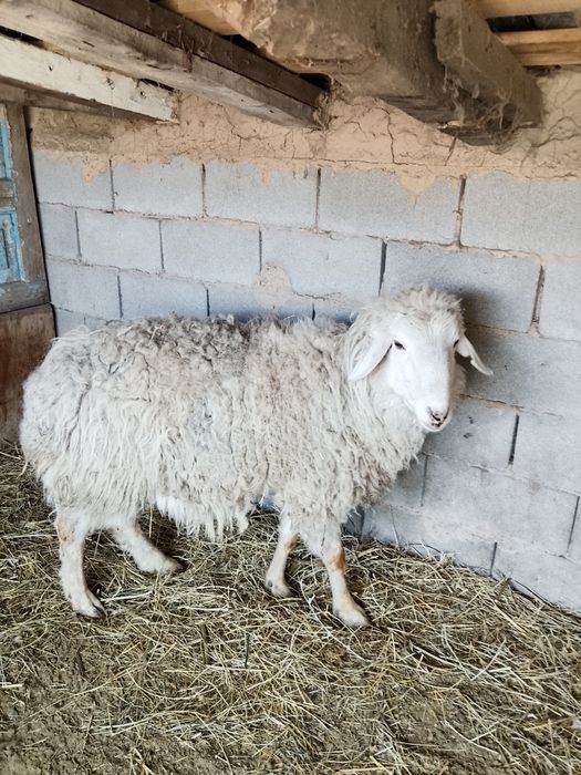 Продам Қошқар не пичканный гарантия домашний 110000т