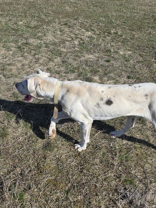 Spre adopție femelă de dog german arlechin vârstă 8 luni