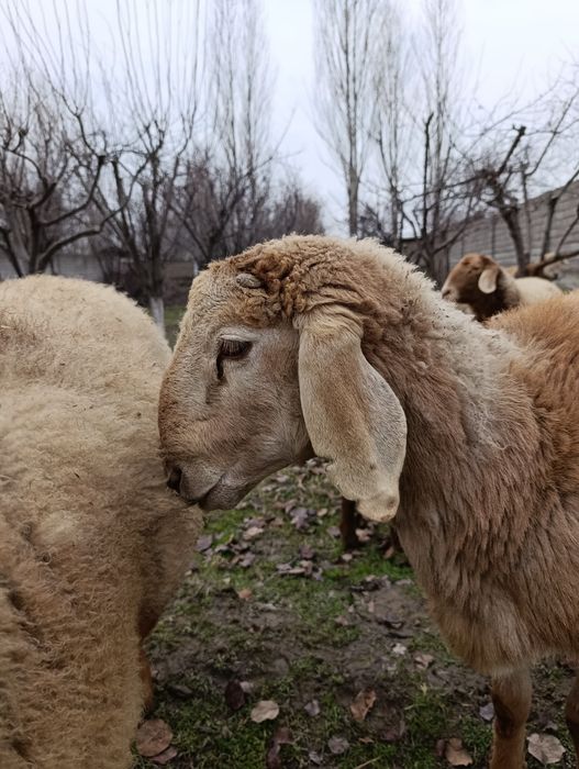 АРАШАНГА+ Ишкибозлар сотувда бор.