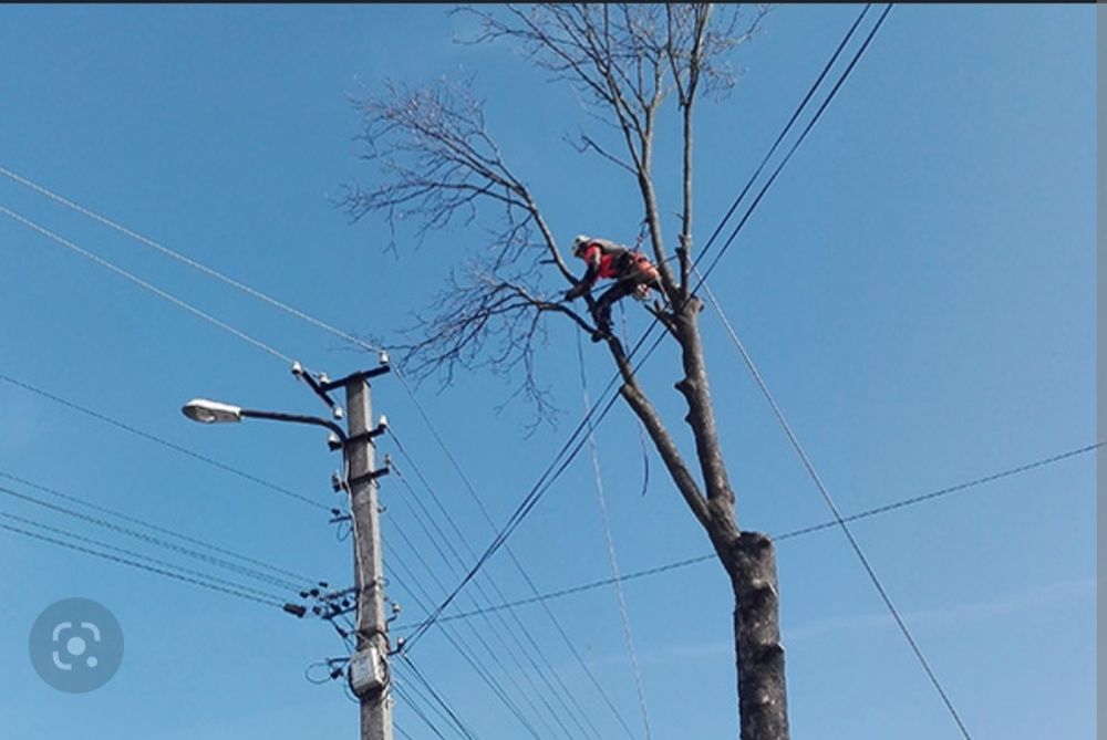 Пилим деревья , профессиональный спил распил .