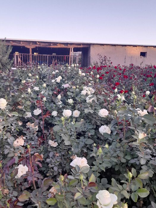 Zaldori shaftoli atirgul nihollari sotiladi