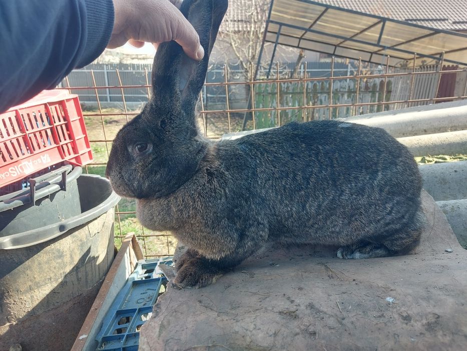 Iepuri rasa grea, femele mature