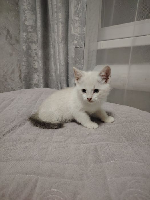 Отдам котят в хорошие руки
