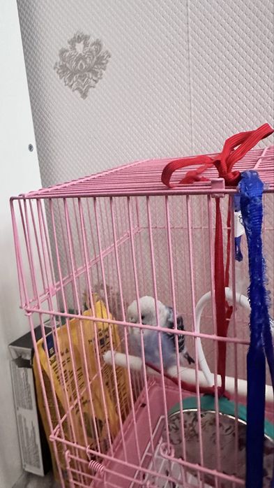 папугай мальчикк