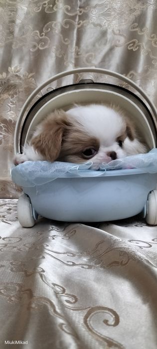 Мальчик японского хина.