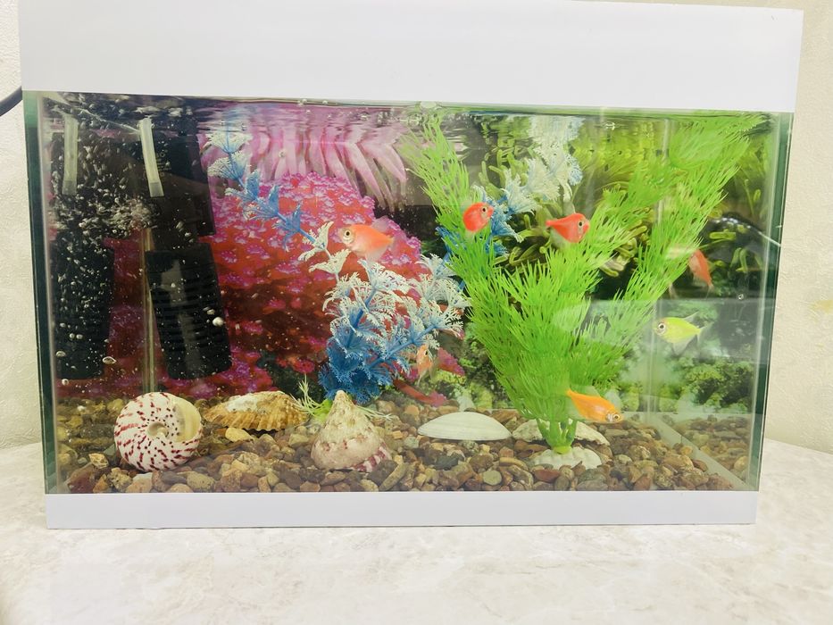 Akvarim baliqlar