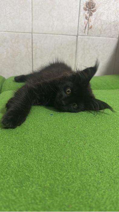 Котята мейнкуны девочка!