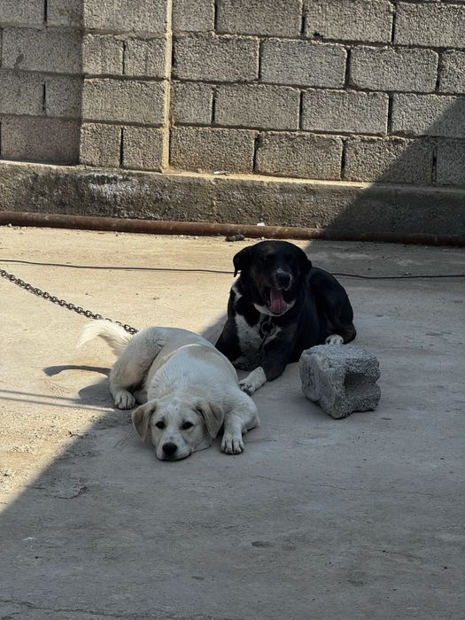 Собака с щенком