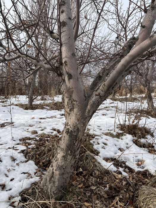 Дрова яблоневые для шашлыка