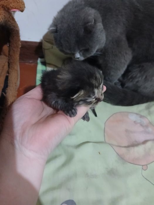 Mushuchalar sotiladi.