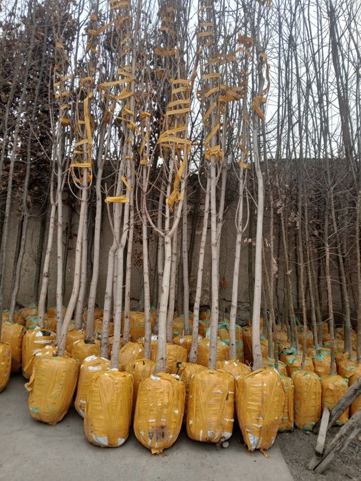 Kashtan va dekarativ arzon kochatlar mavjud 100%ishonchli