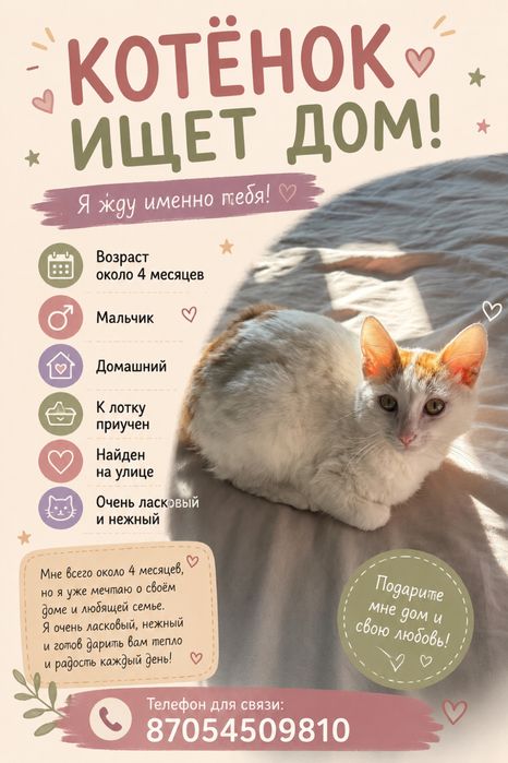 Котенок в добрые руки