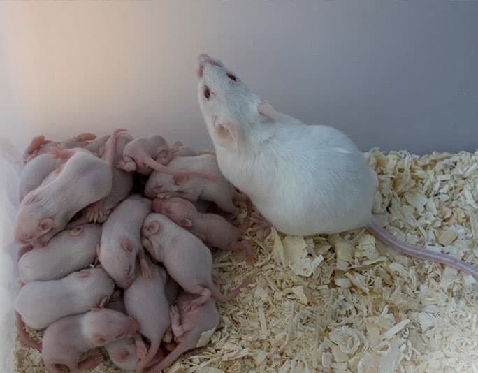 Мыши белые кормовые лабораторные