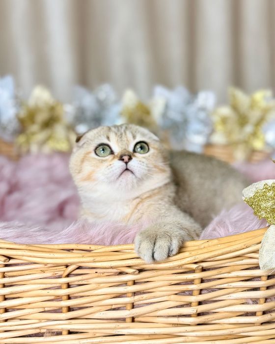 Котята с документами