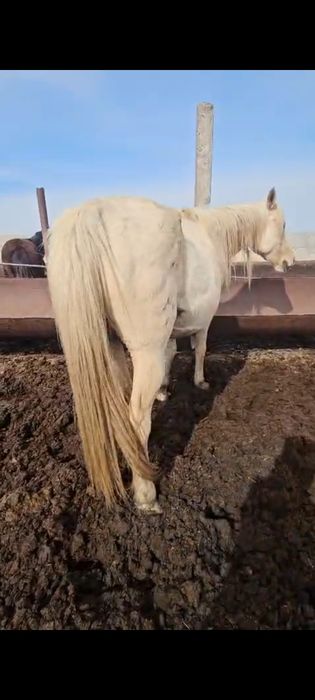 Продам  кобыл жеребых
