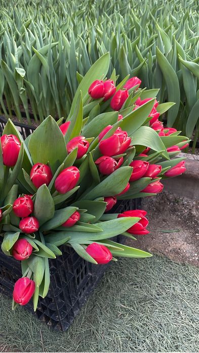Тюльпаны Тюльпаны Букеты