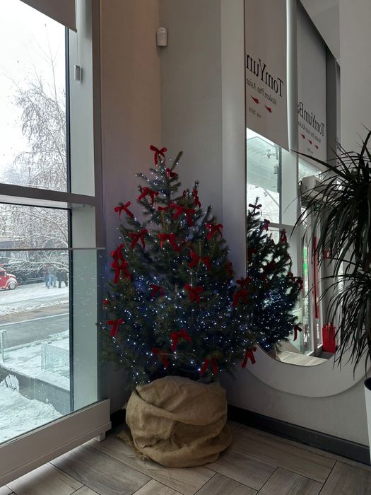 Продам живые ёлки