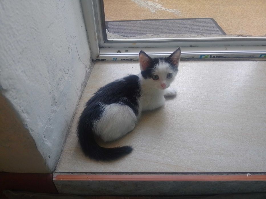 котята отдам котят