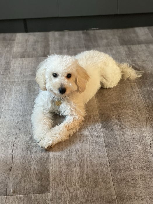 Вязка той пудель