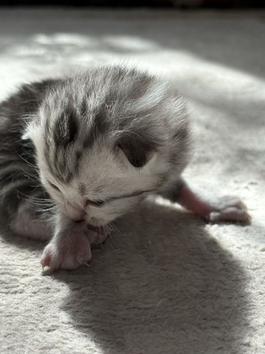 продам котят Скоттиш Фолт