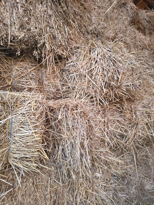 Baloți paie grau și orzoaica, baloți lucerna și fan