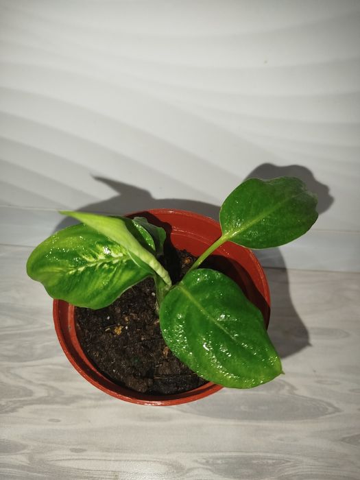 Difinbaxiya Leopard detkasi