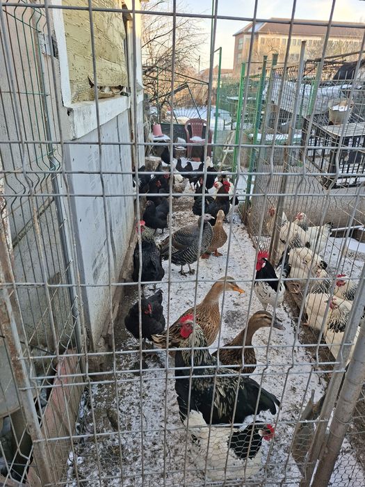 Vând gaini cocoși si pui de curte famili de păsări de rasa