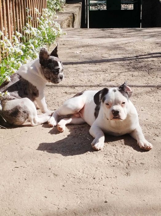 Френски булдочета