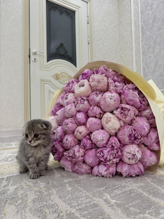 Коки продается 1,5 месяц