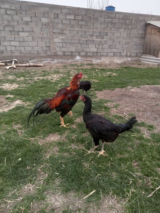 Дакан дакан қораз дакан