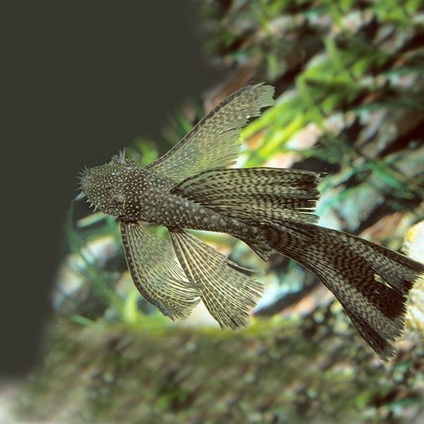 Анциструсы вуалевые крупные