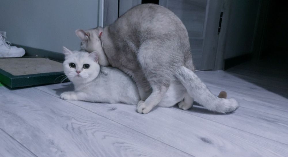 • Кот на Вязку. Прямоухий