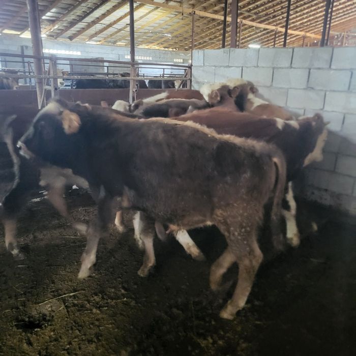 Продам бычков 6 голов