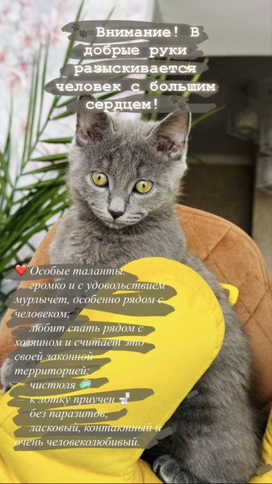 Отдам в надежные руки