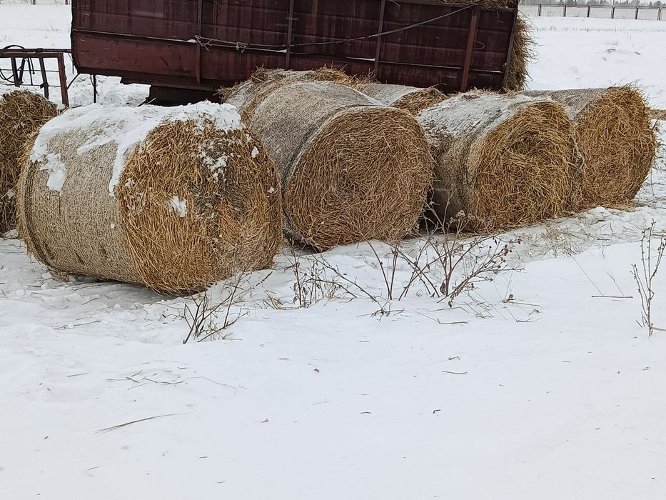 Продам солому ячменная