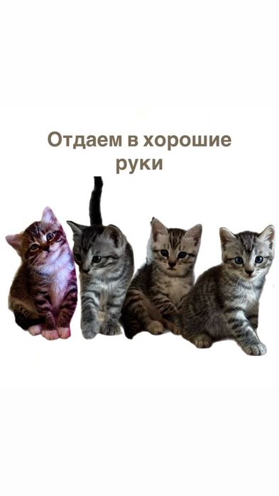 Отдам котят в добрые руки