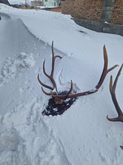 Декоративные для дома и сада