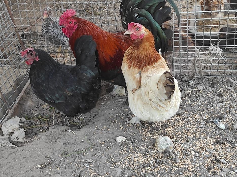 Продам карликовых курей