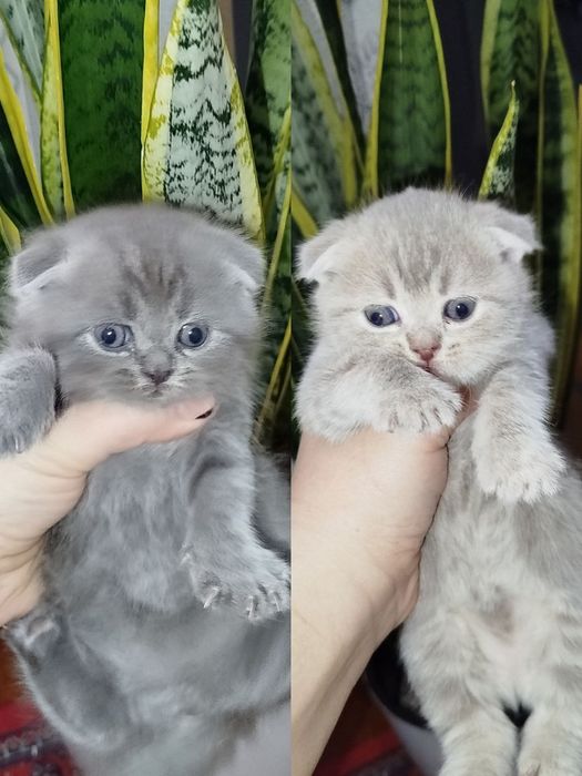 Скотиш фолд тоза зотли